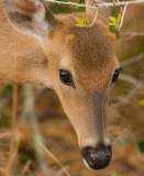 White-tailed Deer - Kissimmee Prairie Preserve State Park, Florida