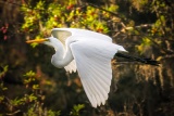 Great Egret - Ichetucknee Springs State Park, Florida