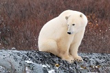 Polar Bear on rock ledge - Churchill, Manitoba