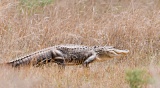 American Alligator during the dry season - Kissimmee Prairie Preserve State Park, Florida