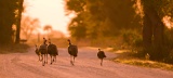 Wild Turkeys on road - Kissimmee Prairie Preserve State Park, Florida