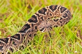 Eastern Diamondback Rattlesnake - Everglades National Park, Florida