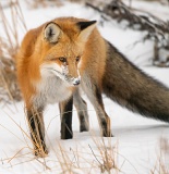 Red Fox hunting in snow - Churchill, Manitoba