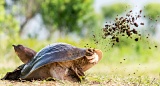 Florida Softshell Turtle digging egg nest - Paynes Prairie State Park, Florida