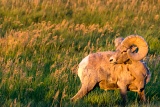 Bighorn sheep at sunset - Badlands National Park, South Dakota