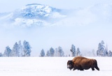 Bison in snow - Yellowstone National Park, Wyoming
