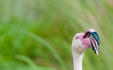 Greater Flamingo - Disney Animal Kingdom Lodge, Florida