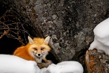 Red Fox - Yellowstone National Park, Wyoming