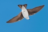Tree Swallow in flight - Malheur National Wildlife Refuge, Oregon