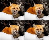 Yawning Red Fox - Yellowstone National Park, Wyoming