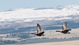 Canadian Geese - near Steens Mountain, Oregon