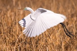 Great Egret - Malheur National Wildlife Refuge, Oregon