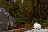 Arctic Hare in forest - Churchill, Manitoba