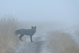 Silver Fox in the mist - Churchill, Manitoba