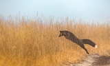 Silver Fox pouncing onto vole - Churchill, Manitoba