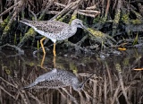 Greater Yellowlegs - Merritt Island National Wildlife Refuge, Florida