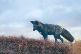 Silver Fox hunting on tundra - Churchill, Manitoba
