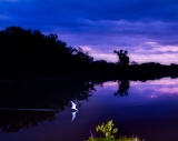 Black Skimmer fishing before sunrise - Eco Pond, Everglades National Park, Florida