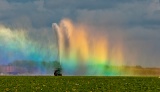 Rainbow in irrigator spray - Homestead, Florida