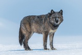 Gray wolf - Yellowstone National Park, Wyoming