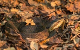 Water Moccasin - Gainesville, Florida