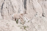 Well-camouflaged Bighorn Sheep lamb - Badlands National Park, South Dakota