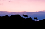 Bighorn Sheep silhouetted at dusk - Badlands National Park, South Dakota