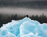 Bald Eagle on iceberg - Tracy Arm, Alaska