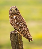 Short-eared Owl - Lavina, Montana