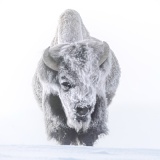 Frost-covered bison - Yellowstone National Park, Wyoming