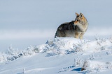 Coyote - Yellowstone National Park, Wyoming