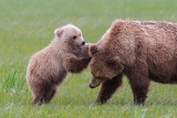 Bear cub playing with its mother - Lake Clark National Park, Alaska