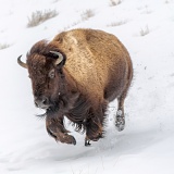 Running bison - Yellowstone National Park, Wyoming