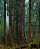 Massive trees of the Hoh Rain Forest - Olympic National Park, Washington