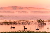 Black swans at dawn - Lake Colac, Australia