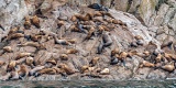 Steller Sea Lions - Sunset Island, Alaska