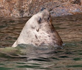 Steller Sea Lion - Sunset Island, Alaska