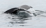 Humpback Whale fluke - Frederick Sound, Alaska