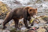 Brown Bear with salmon - Hidden Falls, Alaska