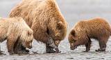 Clamming Coastal Brown Bears - Lake Clark National Park, Alaska