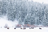 Bison herd in snowstorm - Yellowstone National Park, Wyoming
