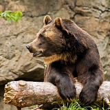 Brown Bear - Woodland Park Zoo, Seattle, Washington