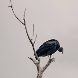 Vulture in tree - Everglades National Park, Florida