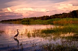 Sunset-lit storm clouds and Tricolored Heron fishing - Myakka River State Park, Florida