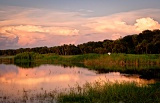 Sunset-lit storm clouds and Great Egret flying - Myakka River State Park, Florida