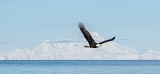 Bald Eagle and Mount Iliamna - Kachemak Bay, Alaska