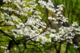 Flowering Dogwood - Great Smoky Mountains National Park