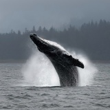 Breaching Humpback Whale - Frederick Sound, Alaska