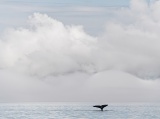 Tail fluke of diving humpback whale - Frederick Sound, Alaska