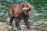 Brown bear with salmon shaking itself dry - Hidden Falls, Alaska